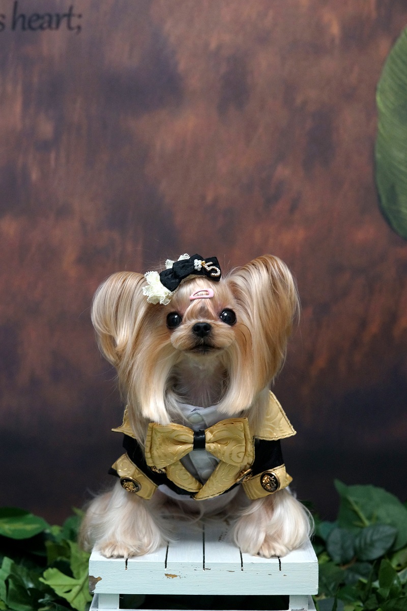Handmade Dog Clothes Luxurious - Suitsupply Wedding Tuxedo reseña y precio