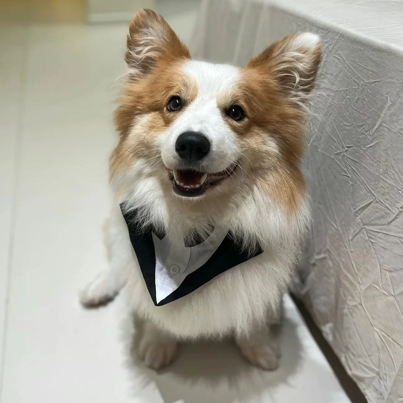 Pet Dog Clothes Fashion Party  - Suitsupply Wedding Tuxedo reseña y precio